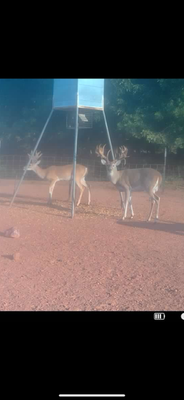 Dalton Allen - At my low fence ranch on Red River in Texas