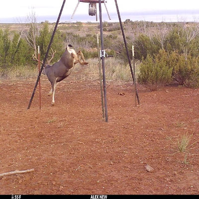 Paul Narvid Showcasing His Buck: From Hunt to Hang