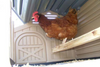 Snap Lock Standard Chicken Coop with durable, weather-resistant  design and easy assembly.