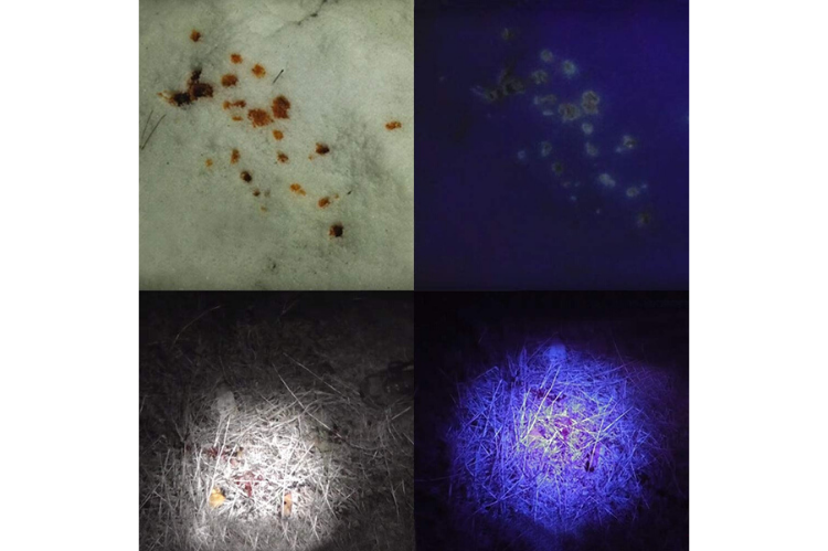 Whitetail Deer Blood Tracking Light Green/Red/Blue Cree LED Flashlight - HuntingblindsHQ