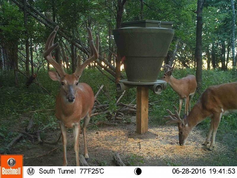 BanksOutdoorsTheFeedBank600GravityDeerFeederFB600G